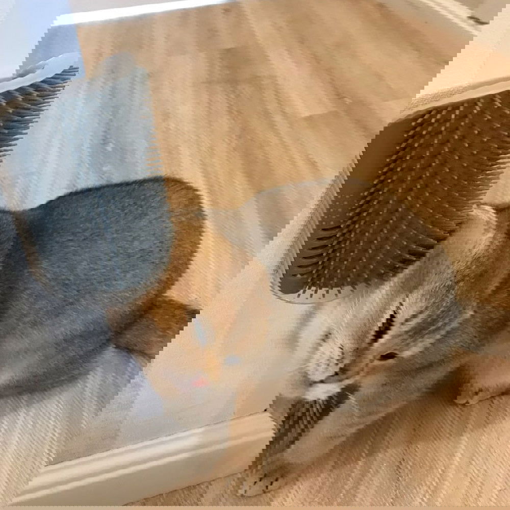 Cat Self Groomer Corner Brush - World's Finest -