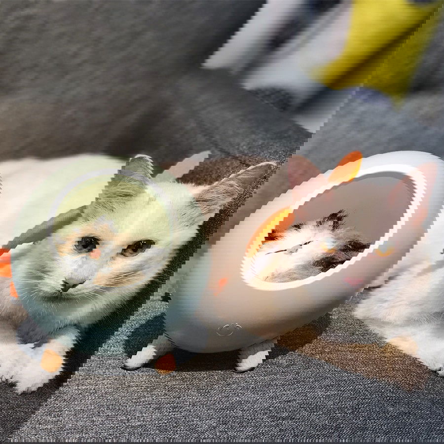 LED Cat Light USB Touch Night Llight Bionic Cat Stepless Dimming Atmosphere Night Light Room Decoration Lamp Holiday Gift - World's Finest -