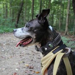 Anti-Lost Pet Dog Collar - World's Finest - 