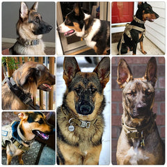Dog Collar - World's Finest - 