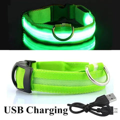 LED Dog Collar - World's Finest - 