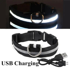 LED Dog Collar - World's Finest - 