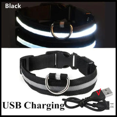 Glowing Dog Collar - World's Finest - 